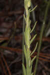 Chapman's blazing star